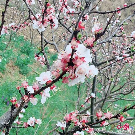 杏樹季節|杏花開花季指南：貓空「杏花林」綻放胭脂萬點 